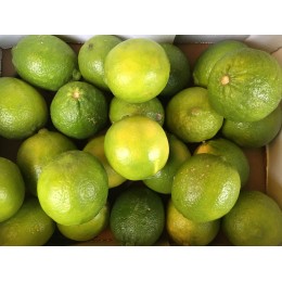 Citron Vert France (Corse) - Le Kilo
