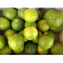 Citron Vert Espagne - Le Kilo