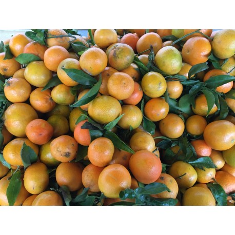 Clémentine Espagne - Le Kilo