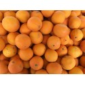 Orange Navel Italie (Sicile) - Le Kilo