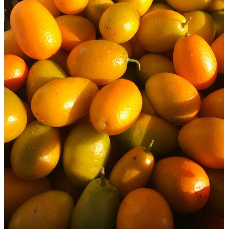 Kumquat Italie - Le Kilo