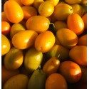 Kumquat France - Le Kilo