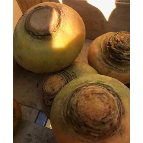 Navet Jaune France - Le Kilo