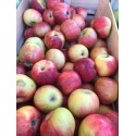 Pomme Juliet (Douce & Sucrée) France - Le Kilo