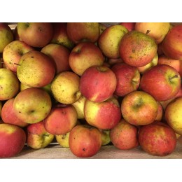 Pomme Fuji (Tendre, Douce et Rafraîchissante) France - Le Kilo