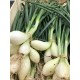 Oignon Blanc France - La Botte