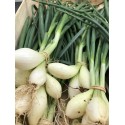Oignon Blanc France - La Botte
