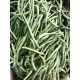 Haricot Vert France - Le Kilo