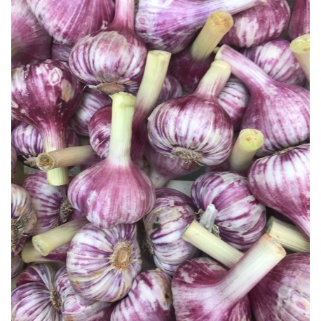 Ail Frais Violet France - Le Kilo
