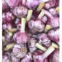 Ail Violet France - Le Kilo