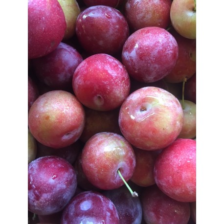 Prune Rouge France - Le Kilo