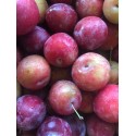 Prune Rouge France - Le Kilo