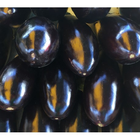 Aubergine France - Le Kilo