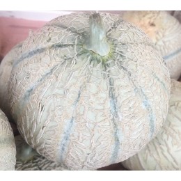 Melon Charentais Jaune 800/950g France - La Pièce