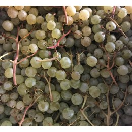 Raisin Blanc Exalta France - Le Kilo