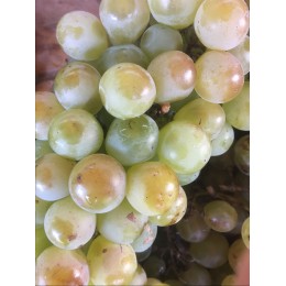 Raisin Blanc Muscat d'Alexandrie France - Le Kilo