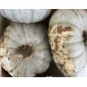 Courge Bleue de Hongrie France - Le Kilo