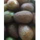 Avocat Hass Espagne - Le Kilo