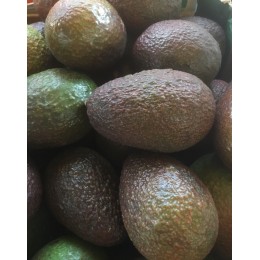 Avocat Hass Espagne - Le Kilo
