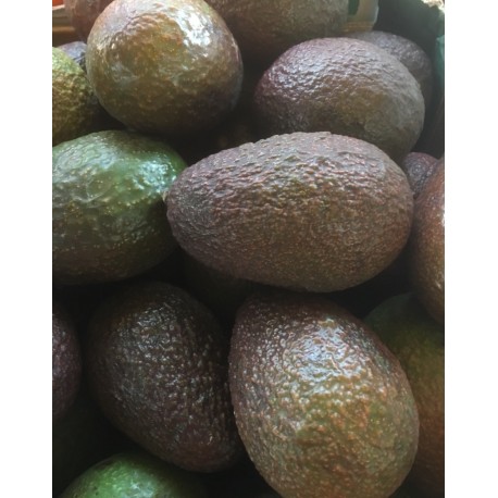Avocat Hass Espagne - Le Kilo