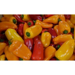 Poivron Mini Mélange Couleur France - Le Kilo