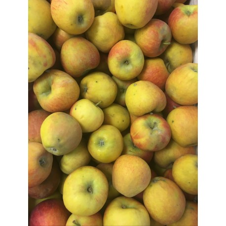 Pomme Dalirène France (Bretagne) - Le Kilo