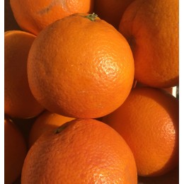 Orange Moro Sanguine Italie (Sicile) - Le Kilo