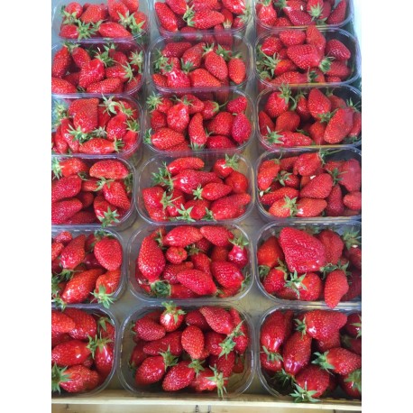 Fraise France (BZH) - Barquette 250g