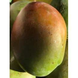 Mangue Keitt Espagne - Le Kilo