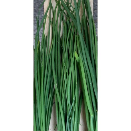 Aromatique Ciboulette France - La Botte