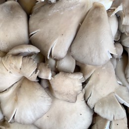 Champignon Pleurote France - Le Kilo