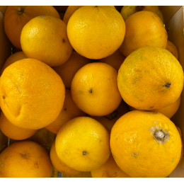 Citron Bergamote Italie - Le Kilo