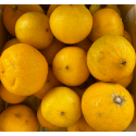Citron Bergamote Italie - Le Kilo