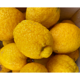 Citron Cédrat Italie - Le Kilo