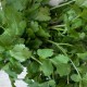 Aromatique Coriandre France - La Botte