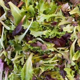 Salade Jeunes Pousses Mesclun France - Le Kilo