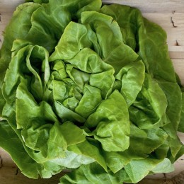 Salade Laitue Blonde France - La Pièce