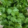 Aromatique Persil Plat France - La Botte
