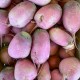 Radis Rave Pink Meat France - Le Kilo
