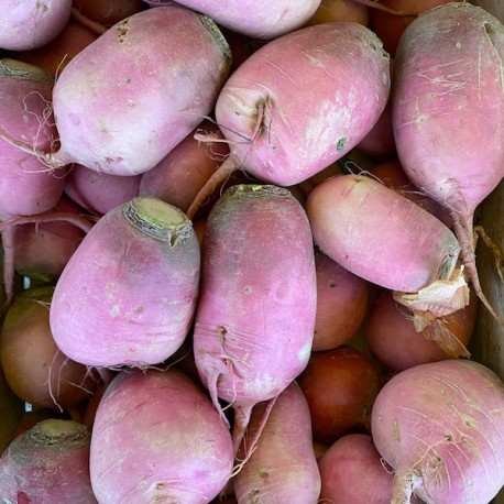 Radis Rave Pink Meat France - Le Kilo