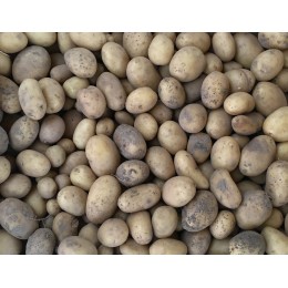 Pomme de Terre Primeur Ostara France - Le Kilo