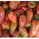 Tomate Allongée Cornue des Andes France - Le Kilo