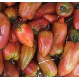 Tomate Allongée Andine Cornue France - Le Kilo