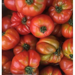 Tomate Côtelée Marmande France - Le Kilo