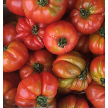 Tomate Côtelée Marmande France - Le Kilo