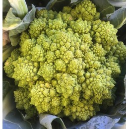 Chou Romanesco France - La Pièce