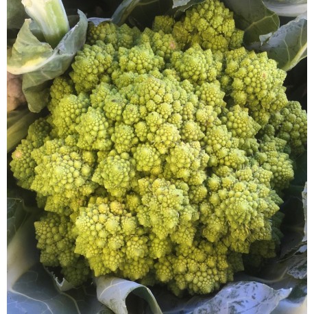 Chou Romanesco France - La Pièce