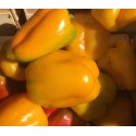 Poivron Jaune France - Le Kilo