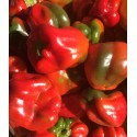 Poivron Rouge France - Le Kilo
