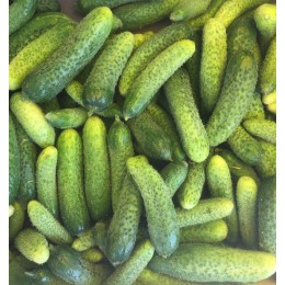 Cornichon France - Le Kilo